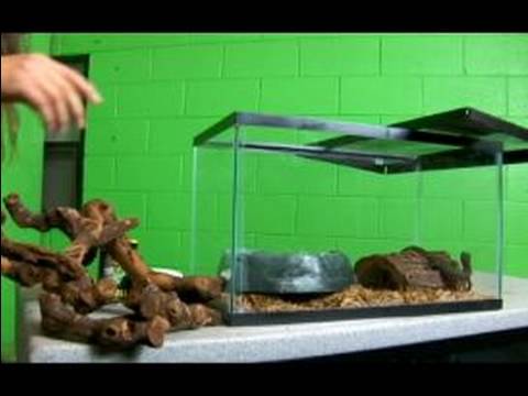 Tüm Sürüngenler Hakkında: Su Monitör: Bir Kertenkele Kafes Düzenlenmesi Resim 1