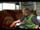 Damat Bir At Nasıl Bir At Üzerinde Sert Bir Fırça Nasıl Kullanılır 