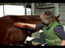 İngilizce Eyer İle At Sığdırmak İçin Nasıl : Eyer At İngiliz Tarzı Hazırlama: Bölüm 2