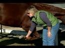 Nasıl Bir At Nalı Hooves Bakımı: Ortak Toynak Koşulları At