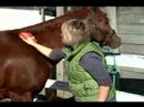 Ne Kadar Batılı Bir Eyer İle Atın Uygun : Eyer At Batı Tarzı Hazırlama 