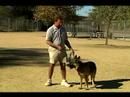 Temel Köpek Eğitim İpuçları: Nasıl Tren Bir Köpek Yürümek Etrafında