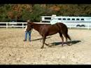 Atını Bir Çizgi Üzerinde Hamle İçin Eğitmek İçin Nasıl Bir Hat Üzerinde Ters Bir At Tırıs Nasıl  Resim 3