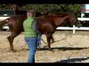 Atını Bir Çizgi Üzerinde Hamle İçin Nasıl Tren : Stop & Hamle Hattı Üzerinde Bir At Yakalamak İçin Nasıl  Resim 3