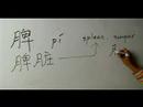 Nasıl Ay Çin Radikal İle Yazılır: Bölüm 5: Çincede 'dalak' Yazmak İçin Nasıl Resim 3