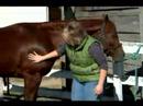 Nasıl Bir At Nalı Hooves Bakımı: Ortak Toynak Koşulları At Resim 3