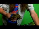 Rus Tortioses Sürüngenler Hakkında:: Sağlıklı Rus Kaplumbağa Örnek Seçme Resim 3