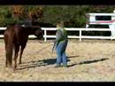 Atını Bir Çizgi Üzerinde Hamle İçin Eğitmek İçin Nasıl : Bir Çizgi Üzerinde Bir At Nasıl Ters  Resim 4