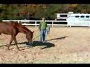 Atını Bir Çizgi Üzerinde Hamle İçin Eğitmek İçin Nasıl : Bir Çizgi Üzerinde Bir At Yürümeyi  Resim 4