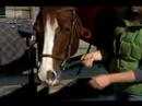 Nasıl Bir At İngiliz Tarzı Dizgin: Bir İngiliz Atı At Başlığı Denetimi Resim 4