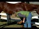 Nasıl Bir At Nalı Hooves Bakımı: Ortak Toynak Koşulları At Resim 4