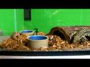 Tegu Kertenkeleler Sürüngenler Hakkında:: Küçük Kertenkele Besleme Resim 4