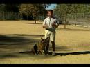 Temel Köpek Eğitim İpuçları: Nasıl Tren Bir Köpek-E Doğru Durmak Kabuk Resim 4