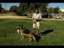 Temel Köpek Eğitim İpuçları: Nasıl Tren Bir Köpek İçin Come Resim 4
