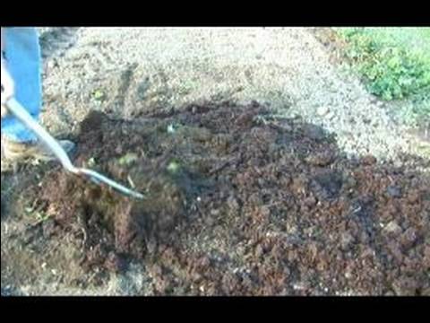 Sarımsak Büyüyen: Sarımsak Büyümeye Kompost Toprak Hazırlama Resim 1