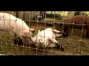 Anlama Ve Domuzlar Yetiştirme: Domuz Yetiştirme: Piglet Geliştirme