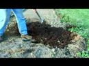 Sarımsak Büyüyen: Sarımsak Büyümeye Kompost Toprak Hazırlama Resim 3