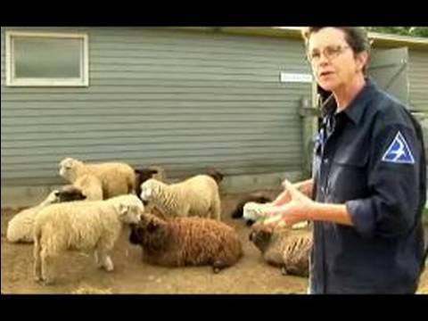 Anlama Ve Koyun Yetiştirme: Koyun Sindirim