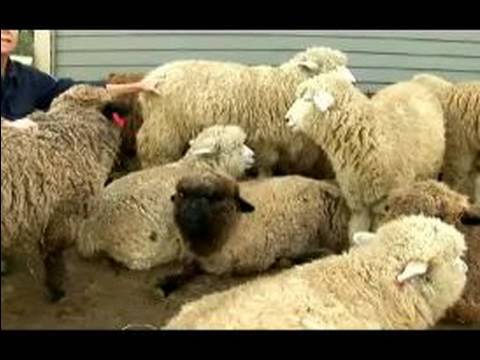 Anlama Ve Koyun Yetiştirme: Koyun Yetiştiriciliği