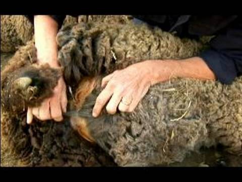 Anlama Ve Koyun Yetiştirme: Koyunların Ve Rams Arasındaki Farkı