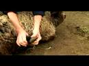 Anlama Ve Koyun Yetiştirme: Koyun Hastalıkları
