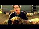 Anlama Ve Koyun Yetiştirme: Nasıl Koyun Beslemek İçin Resim 3