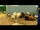 Anlayış Ve Koyun Yetiştirme: Koyun Gerçekler Resim 3