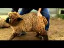 Anlama Ve Koyun Yetiştirme: Koyun İşleme Resim 4