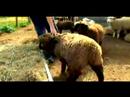 Anlama Ve Koyun Yetiştirme: Koyun Ve Keçi Arasındaki Farkı Resim 4