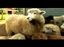 Anlama Ve Koyun Yetiştirme: Koyunlarını Yamultmak Ne Zaman Resim 4