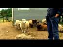 Anlayış Ve Koyun Yetiştirme: Koyun Gerçekler Resim 4