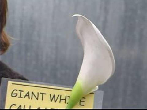 Senin İçin Nasıl Sağ Bahar Çiçek Ampul: Beyaz Aethiopica Calla Lily Nasıl