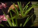 Nasıl Ev Tutmak İçin Bitkiler Sağlıklı Ve Canlı: Tropikal Veya Egzotik Karanfiller İçin Bakım Resim 3