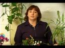 Nasıl Ev Tutmak İçin Bitkiler Sağlıklı Ve Canlı: Ne Kadar Güneş Işığı Ev Bitki İhtiyaçlarınızı Belirlemek Resim 4