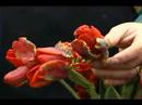 Nasıl Sağlıklı Ve Güzel Lale Büyümeye: Tulip Geçmiş Resim 4