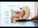 Nasıl Bir Testis Kanseri Muayenesi: Erkek Üreme Anatomisi Genel Bakış Resim 3