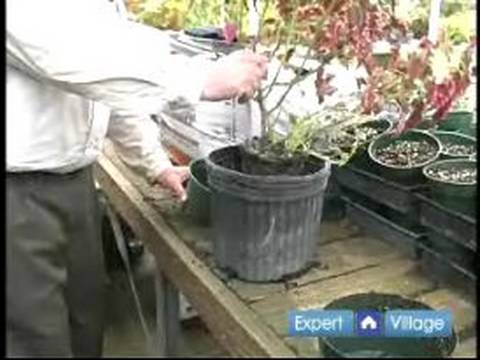 Nasıl Bitki Ve Bahçe Döllemek İçin: Nasıl Bir Bitki Repot