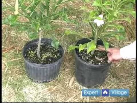 Nasıl Bitki Ve Bahçe Döllemek İçin: Şişman Bir Bitki Bahçe Seçme