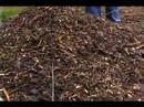 Kompost : Kompost Ağaçları