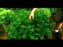 Büyümek Ve Çok Yıllık Bitkiler İçin Bakım Nasıl : Chelonia Büyümek Nasıl  Resim 4