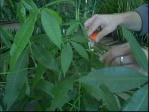 Bakım Rehberi Bitki: & Odunsu Süs Bitkileri Korumak İçin Nasıl Parmak Teknikleri Yeşil : 