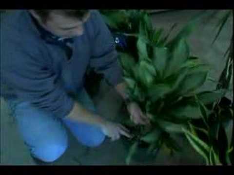 Bitki Bakım Kılavuzu: Yeşil Başparmak Teknikleri: Doğru Bitki İçin Işık Tutar Seçme