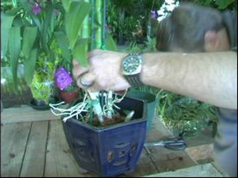 Bitki Bakım Rehberi: Düzgün Bir Tencerede Orkide Nasıl Baş Teknikleri Yeşil :  Resim 1