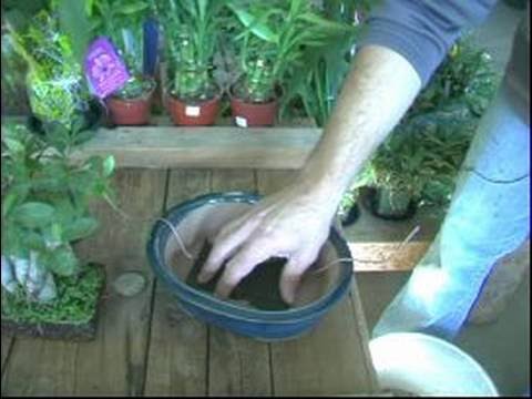 Yeşil Başparmak Teknikleri : Nasıl Re-Pot Bonsai Ağacı İçin Bakım Kılavuzu Bitki:  Resim 1