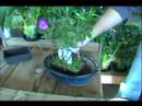 Bitki Bakım Rehberi: Düzgün Bir Tencerede Bonsai Ağacı Nasıl Baş Teknikleri Yeşil : 