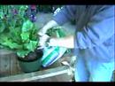 Bitki Bakım Rehberi: Yeşil Başparmak Teknikleri : Re-Saksı Bitkileri Özenle Ve Kolayca