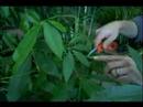 Bakım Rehberi Bitki: & Odunsu Süs Bitkileri Korumak İçin Nasıl Parmak Teknikleri Yeşil :  Resim 3