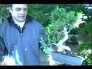 Bitki Bakım Rehberi: Bonsai Ağacı İçin Bakım Nasıl Baş Teknikleri Yeşil :  Resim 3