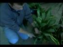 Bitki Bakım Rehberi: Düzgün Bir Ofis Bitki Su Nasıl Baş Teknikleri Yeşil :  Resim 3