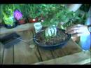 Bitki Bakım Rehberi: Düzgün Bir Tencerede Bonsai Ağacı Nasıl Baş Teknikleri Yeşil :  Resim 3